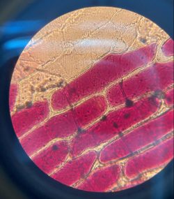 Mikroskopieren im Biologieunterricht Checkliste